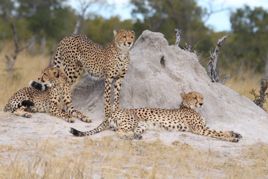 Hwange National Park - Cheetars