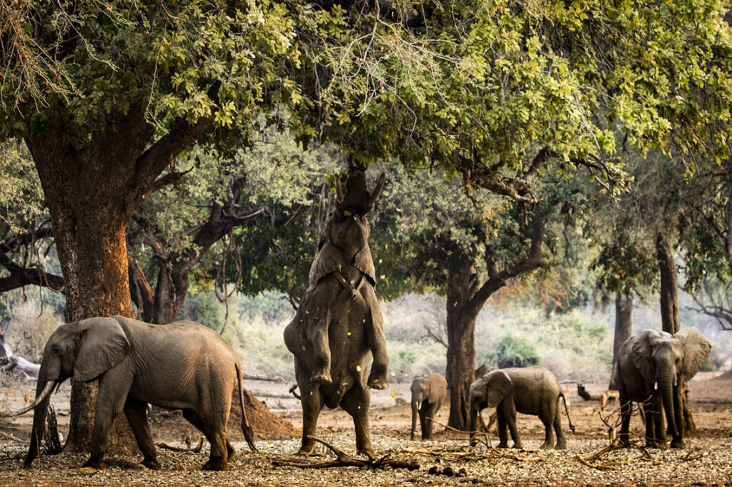 Mana Pools