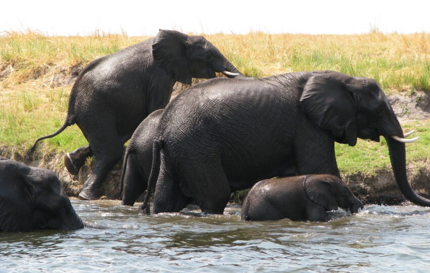 Chobe Elephants in vicinity